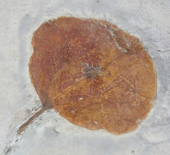 Fossil Leaf (Zizyphoides flabellum) - Montana #29109